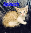 Spinach