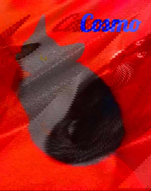 Cosmo