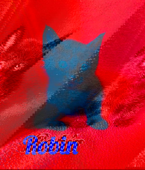 Robin