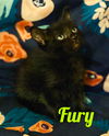 Fury