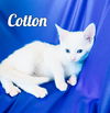 Cotton