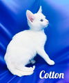 Cotton