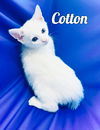 Cotton