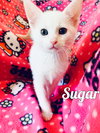 Sugar