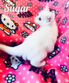 Sugar