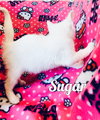 Sugar