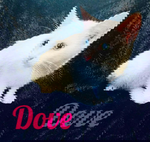Dove