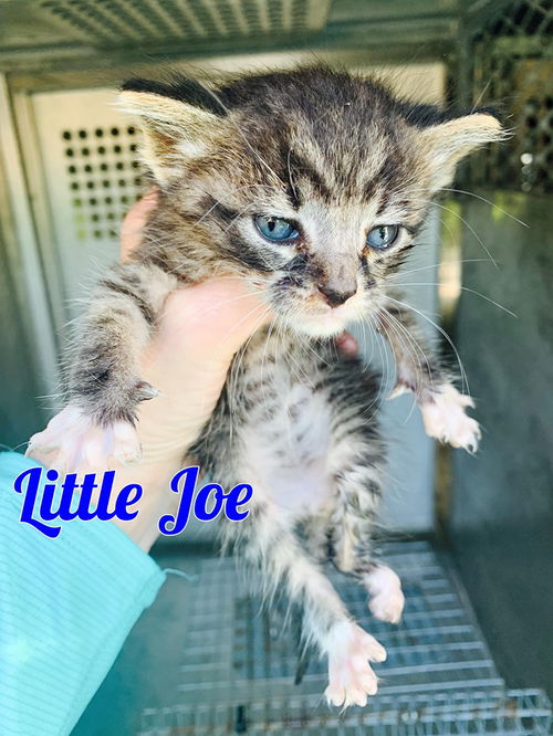 Little Joe