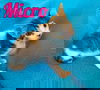 Micro