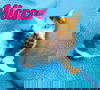 Micro