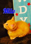 Milo
