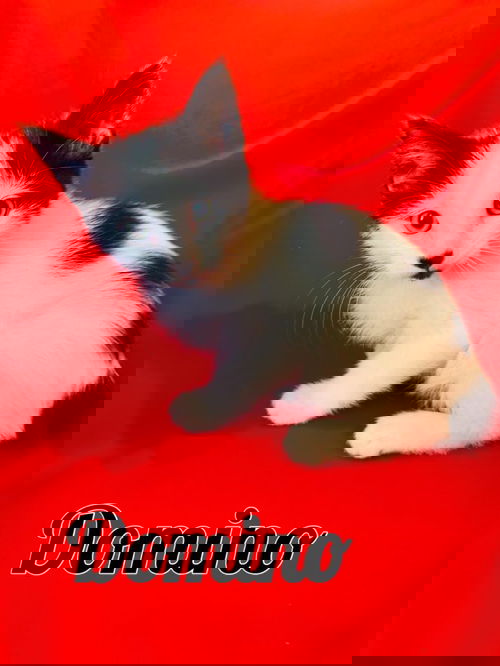 Domino
