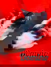 Domino