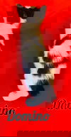 Domino
