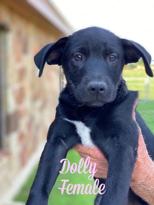 Dolly