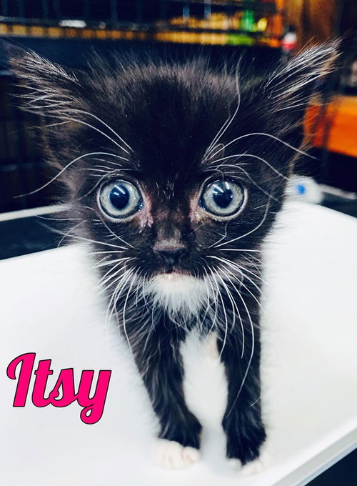 Itsy