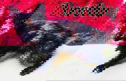 Dorothy