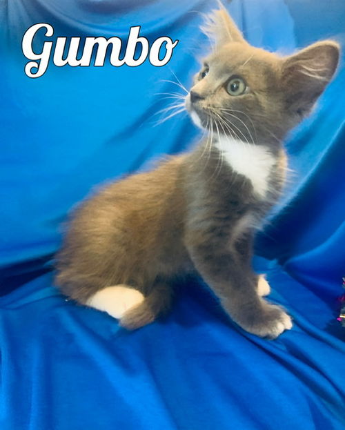 Gumbo