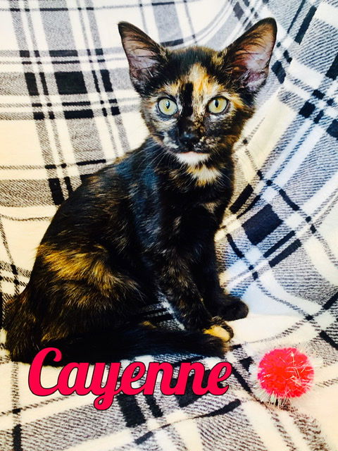 Cayenne