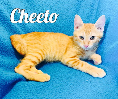 Cheeto