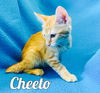 Cheeto