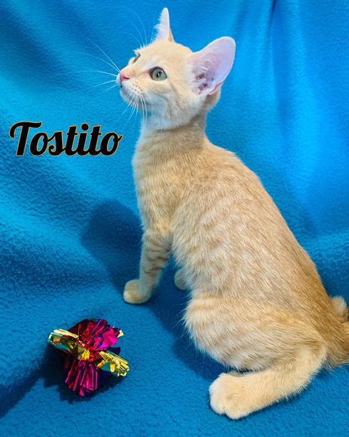 Tostito