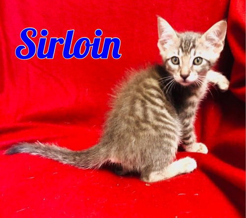 Sirloin