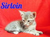 Sirloin