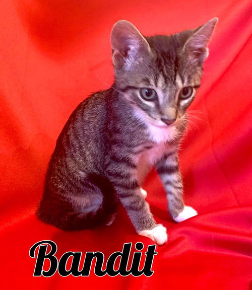 Bandit