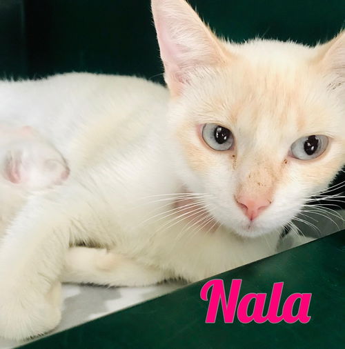 Nala