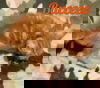 Buccee