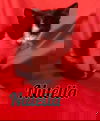 Nutella