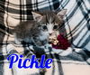 Pickle