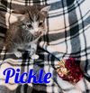 Pickle