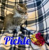 Pickle