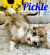 Pickle