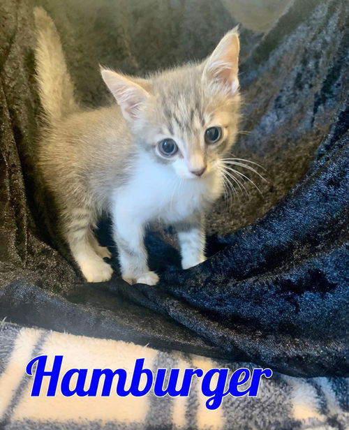 Hamburger