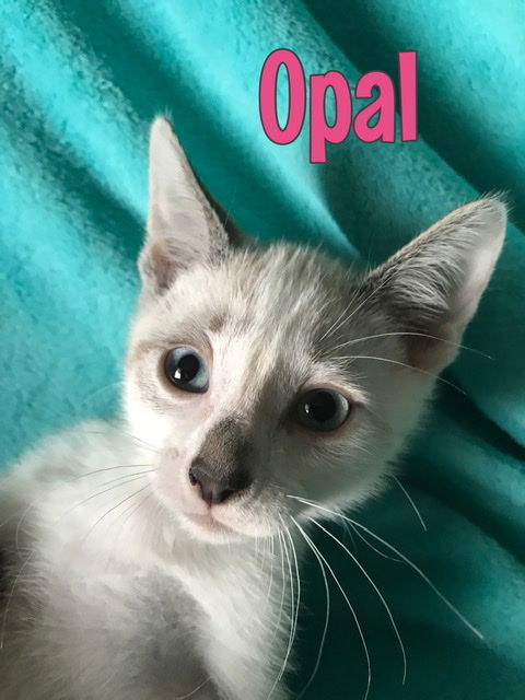 Opal