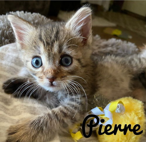 Pierre