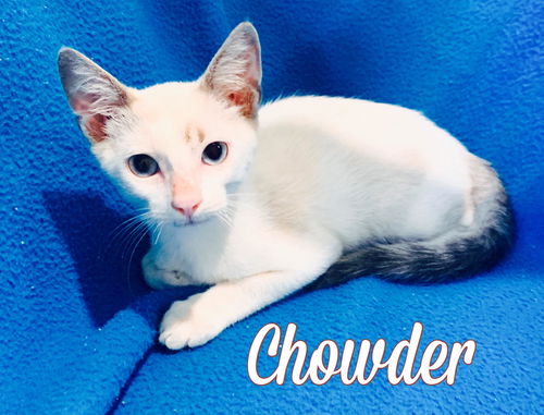 Chowder