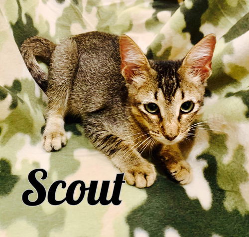 Scout