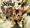 Scout