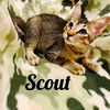 Scout