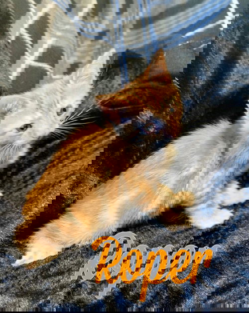 Roper