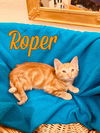 Roper