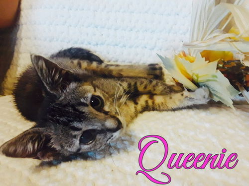 Queenie