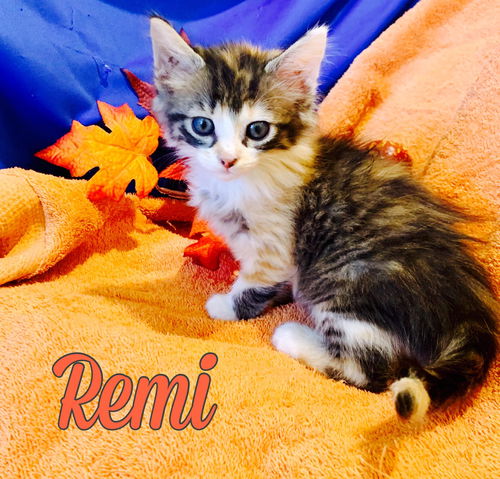 Remi