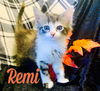 Remi