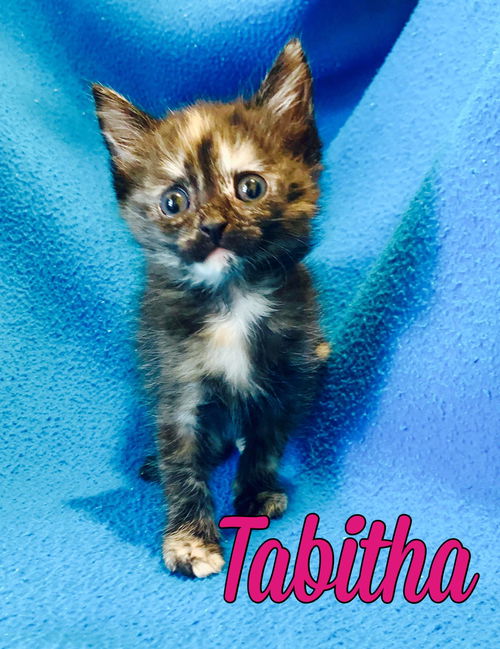 Tabitha