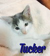 Tucker